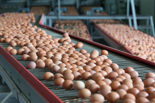 Unraveling the Egg Price Mystery